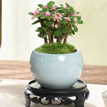 京东百亿补贴：开时果 金枝玉叶盆栽 哥窑浅蓝盆+苔藓+底托