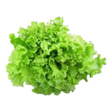 玻璃生菜种子 1包约1000粒