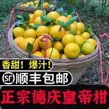 乐梦鲜 广东德庆皇帝柑 5斤/箱 礼盒装