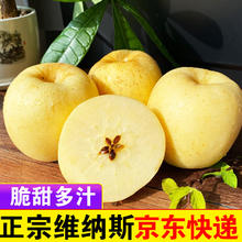 甜醉了 山东烟台苹果新鲜奶油富士水果 4.5斤