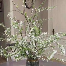 雪柳 鲜枝带花苞 干枝水养插花 水培 50-70cm*20支