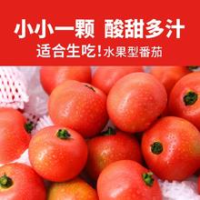 88VIP会员：哪咤豆豆 草莓番茄2.25kg