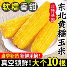 礼金+详情页11.9！东北黄糯玉米220g*8根