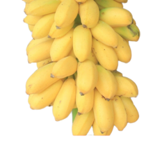曜果广西香蕉 小米蕉   新鲜水果 生鲜 生果 小米蕉是小的 小米蕉 5斤