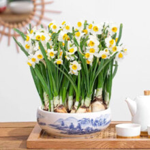 沭之美 漳州水仙种球2个+营养液  不含盆