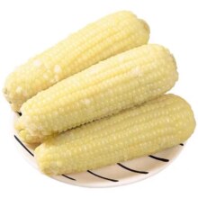 金箔装正宗东北白糯玉米 240g*8根
