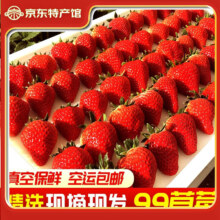 鲜姿丹东99红颜奶油草莓新鲜 2斤 单果20-30g 净重1.8斤