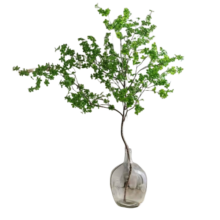 临雅马醉木水培植物鲜切枝条盆栽活树室内小绿植日本吊钟树苗客厅水培 60cm-70cm+50-60cm一枝+吊牌