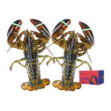 渔传播 加拿大波士顿大龙虾 450g/只 2只