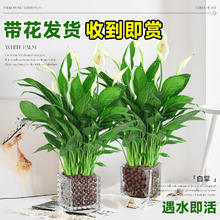 爱你一万年 白掌一帆风顺盆栽水培植物绿萝箩花卉室内花绿植红掌发财树吸甲醛
