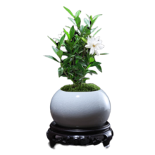 幼薇小叶栀子花四季盆栽植物室内好养办公室桌面带盆景花苞开花小绿植 栀子花+白色琉璃盆+圆形底盘 带盆栽好