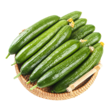 PLUS 会员: 京觅 山东荷兰水果黄瓜 生鲜蔬菜 净含量5斤 单果100g+