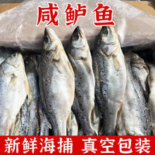牧场君 海鲈鱼干咸鱼干花鲈鱼干海味特产 5斤装 去内脏腌制后净重0.6 -0.8两/条