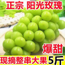 某宝买菜农场直发！ 香印青提 阳光玫瑰葡萄 彩箱5斤 中果8g