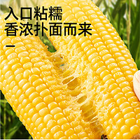 喵满分 黄糯玉米 1.6kg（8根）