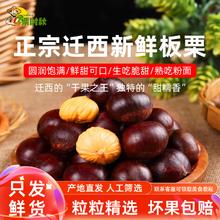 栗美人 迁西板栗新鲜板栗子2024年新货生板栗生栗子油栗子河北特产鲜板栗 老树栗子 1斤