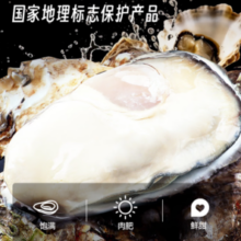 乳山牡蛎 鲜活乳山生蚝2XL号 净重3斤装 10-15只年货礼盒
