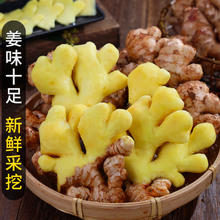 林掌门 云南小黄姜嫩姜 500g