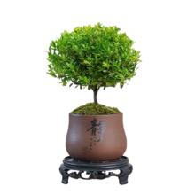 爱你一万年 A级精品小叶赤楠+原生盆+肥料