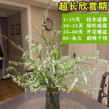 今日必买：芊诗语 重瓣雪柳当季鲜枝 水培 精品雪柳50cm*20支