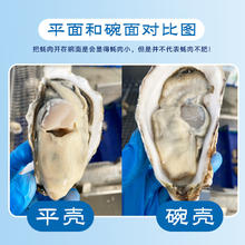 乳山牡蛎 鲜活乳山生蚝2XL号 净重3斤装 10-15只年货礼盒