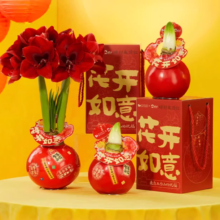 花点时间 朱顶红蜡球 赠联名挂签+贴纸