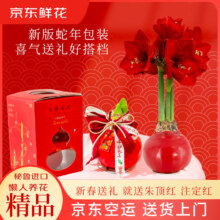 PLUS：京东鲜花 进口朱顶红腊球 年宵花