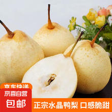 京喜加 赵州水晶鸭梨新鲜水果产地直发单果150g 2斤鸭梨