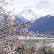 松赞桃花季 南迦巴瓦-巴松措-拉萨7天6晚双人私家游-雪山桃花