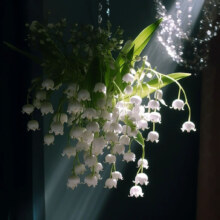 京东百亿补贴：爱你一万年 带芽铃兰5棵+营养液