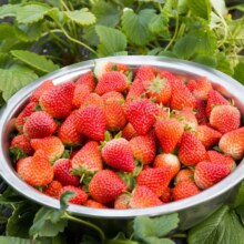 勿语 大凉山高山露天种植新鲜草莓现摘现发  4盒中大果单果12g+ 净重2.3斤+