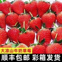 百亿补贴：四川大凉山牛奶草莓净重3斤单果克重15克起新鲜草莓