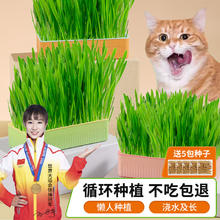 萌小贝 黄绿猫草盒+5包种子 无土水培猫草小麦种子盆栽去毛球猫咪零食 黄绿猫草盒+贈5包猫草种子