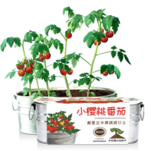 IAM City Farmer小番茄DIY幼儿园盆栽阳台种植绿植种子儿童种植小盆植物观察作业