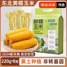 2024当季东北黄糯玉米220g×8支黄金铝箔装黄糯大棒黏糯