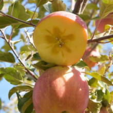 AKSU APPLE 阿克苏苹果 新疆冰糖心苹果 10斤装 85mm+