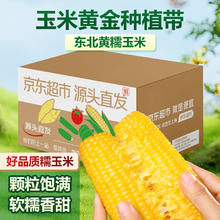 京鲜生 Mr.Seafood GREENSEER 绿鲜知 新鲜甜玉米 黄粒 1kg 简装 新鲜蔬菜 云南产地