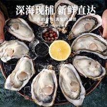 88VIP会员：喵满分 鲜活乳山生蚝特大刺身级可生食牡蛎带壳海蛎子5斤海鲜贝类水产