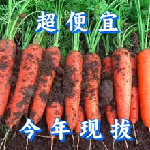 京喜加 新鲜现挖现发胡萝卜农家自种蔬菜水果沙地红萝卜 带泥胡萝卜2斤