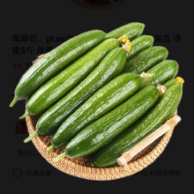 pLus会员:京觅山东荷兰水果黄瓜 净重5斤 单果约100g 健康轻食 源头直发