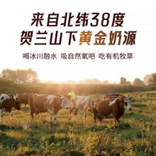 不二西域 BUERY 不二西域 黑咖运动牛奶 200ml*12盒