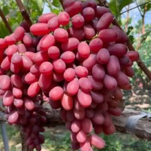 淘宝买菜农场直发 克伦生无籽红提 4.5斤