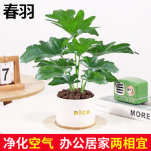 韵米奇 春雨绿植水培植物春羽盆栽办公室室内花卉客厅水生好养龟背竹绿萝