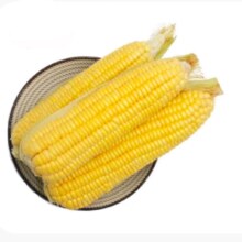 京鲜生东北黄糯玉米棒220g×8根 甜黏玉米 多种包装随机发货 源头直发