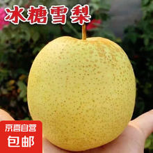 京喜加 赵县雪花梨正宗河北赵县雪花梨4斤