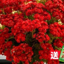 爱你一万年 长寿花盆栽 【中国红】长寿花（原土盆）