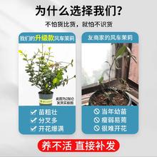 临雅 风车茉莉盆栽大苗懒好养藤垂丝爬藤花卉耐寒阳台盆栽植物四季开花