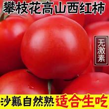 正宗西红柿5斤自然熟非普罗旺斯沙瓤