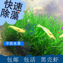 值选、今日必买：黑壳虾又来了奥 500只！