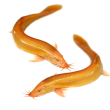 黄金鳅  好养淡水鱼活体  5-8cm  2条+饲料